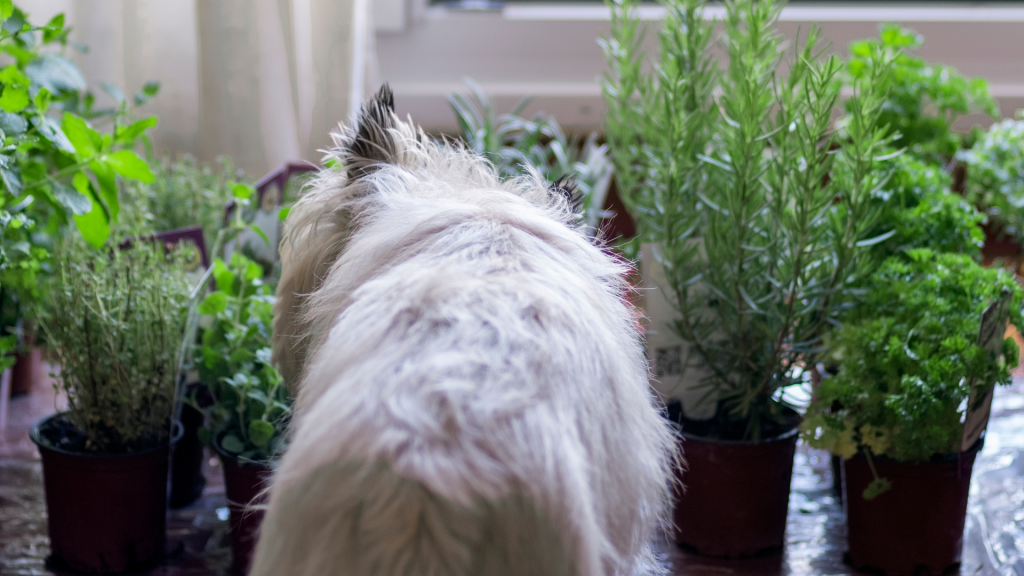 Hunde Kräuter Gesundheit