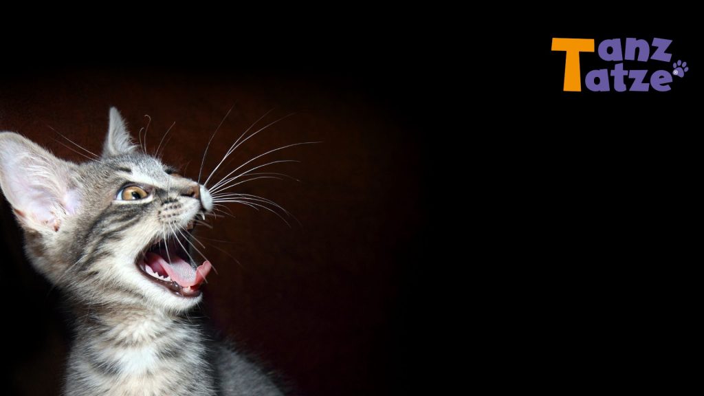 B. Was tun, wenn deine Katze Anzeichen von Gelenkproblemen zeigt?